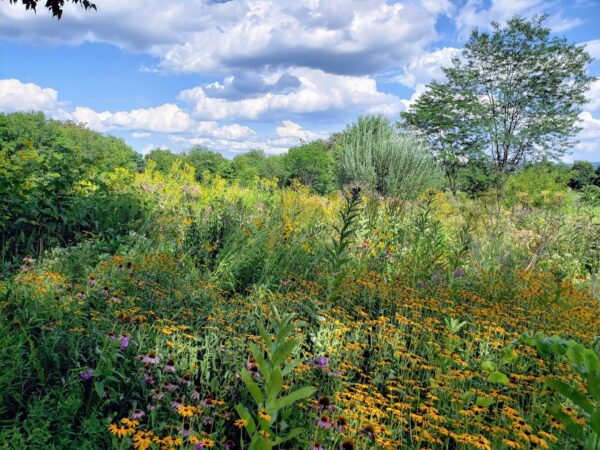 Tudek Park in summer