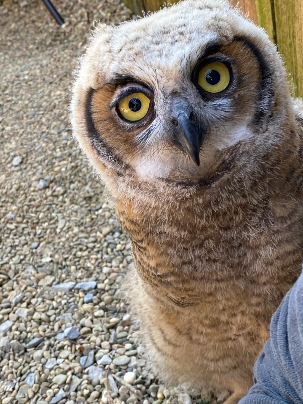 Sunny, the Great Horned Owlet, peeks out from behind his trainer's shoulder