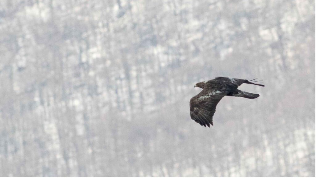 Adult Golden Eagle flying past the hawkwatch.