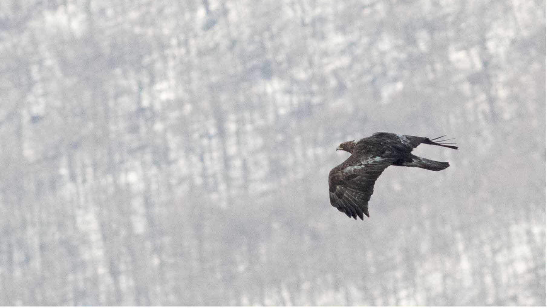 Adult Golden Eagle flying past the hawkwatch. Courtesy of Nick Bolgiano.