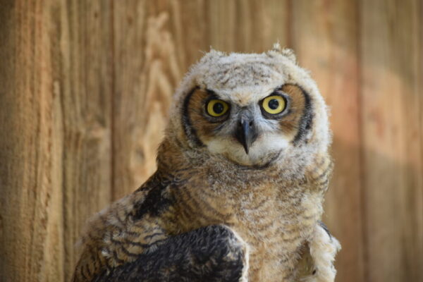 Sunny, the Great Horned Owlet
