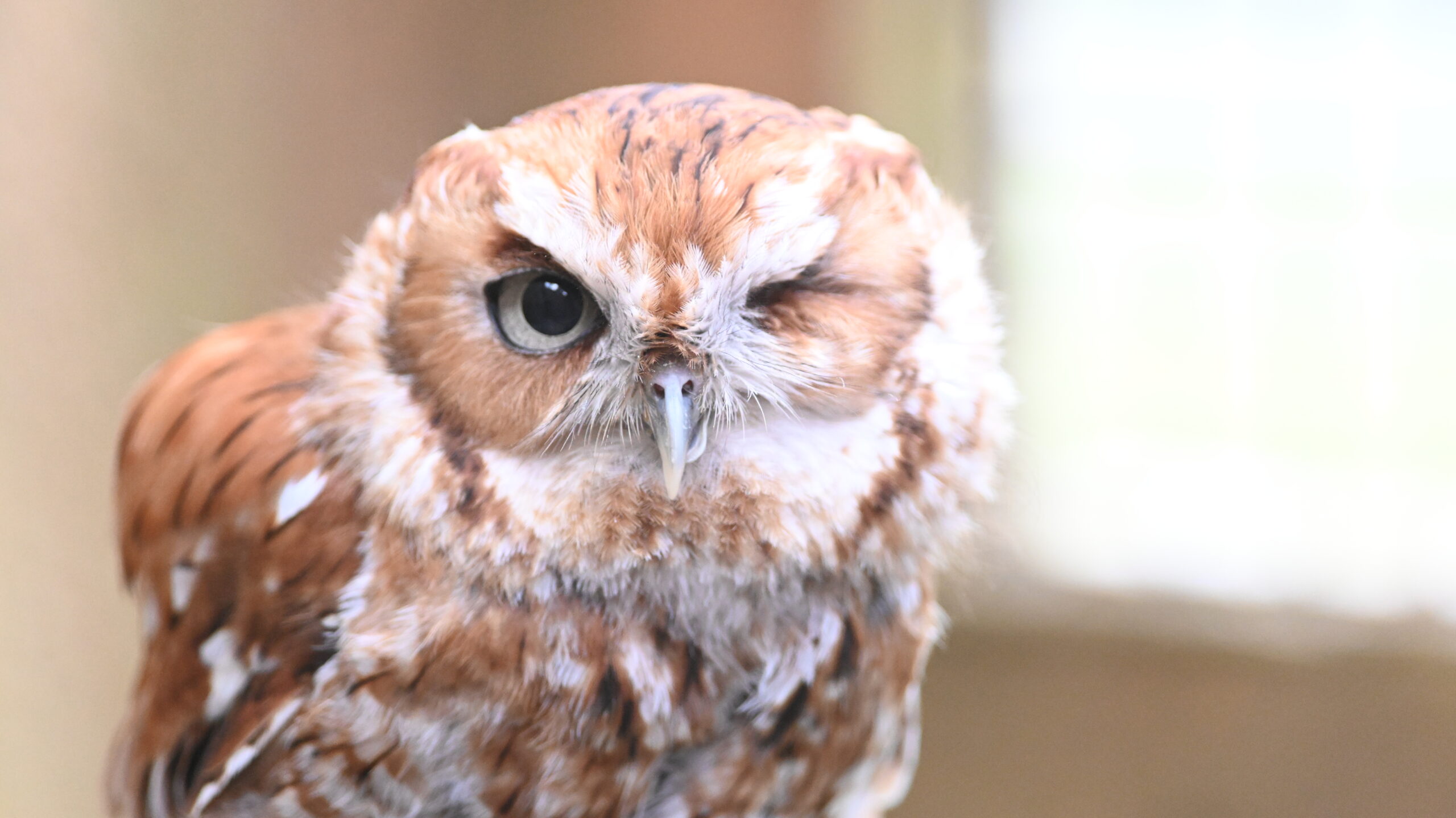 Rufous, the Screech Owl