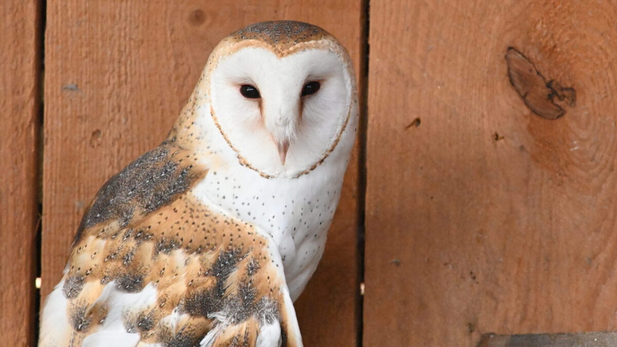 Cosmo the Barn Owl