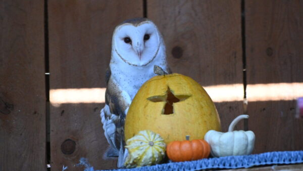 Cosmo posing with some gourds and a small pumpkin with the shape of a bird carved into it.