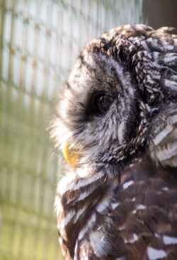 Side view of a Barred Owl