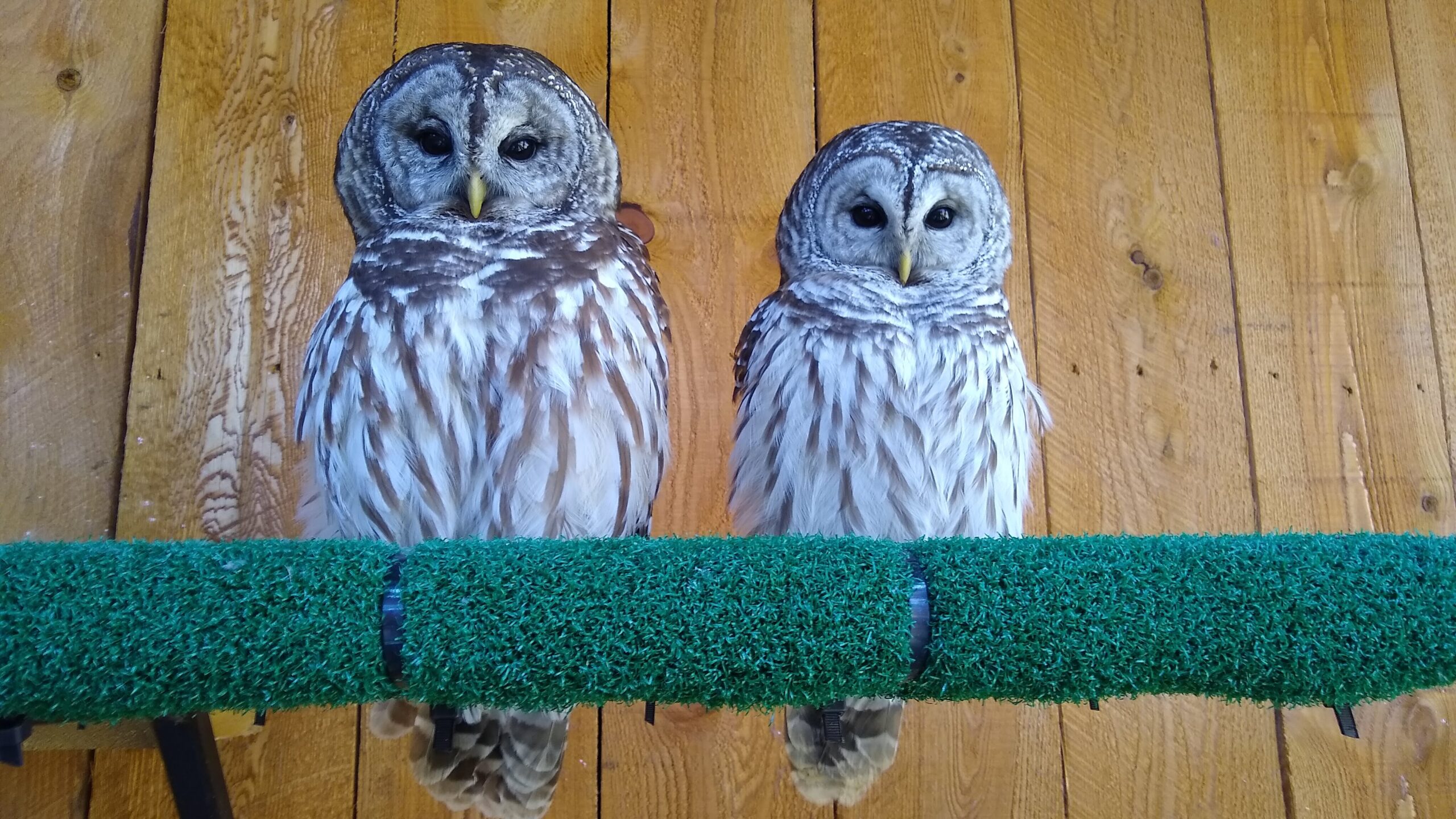 Jerudi and Cook, the Barred Owls