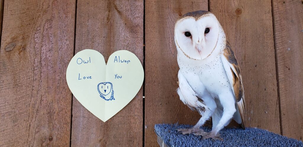 Cosmo posing beside a paper heart with the words "Owl always love you" written on it