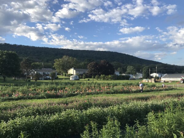 Rooted Farmstead's flower beds with a mountain and blue skies in the background.