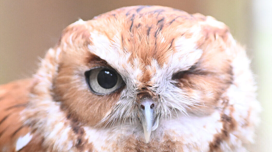 Rufous the Screech Owl