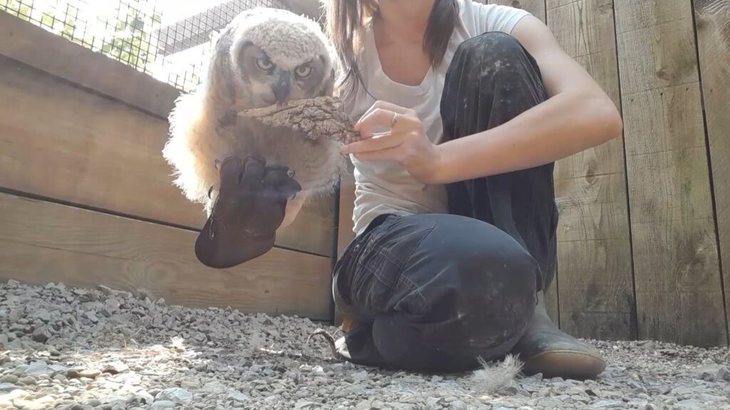 Sunny standing on the gloved hand of a caretaker and inspecting a piece of bark that is being offered to him.