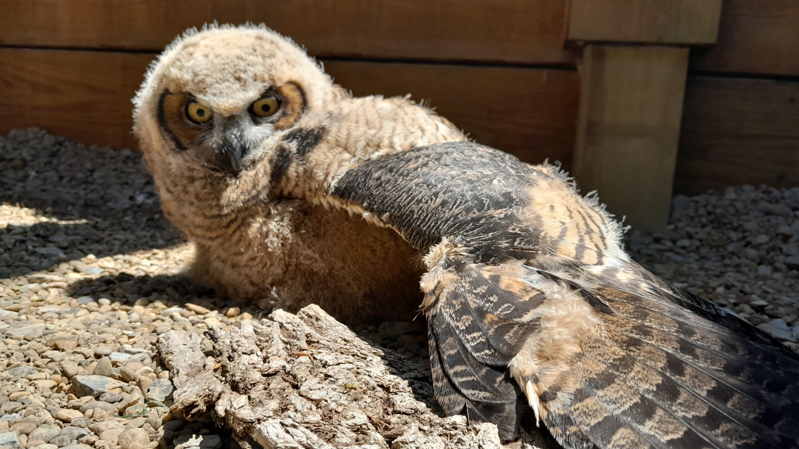 Sunny stretching his wing in the sun