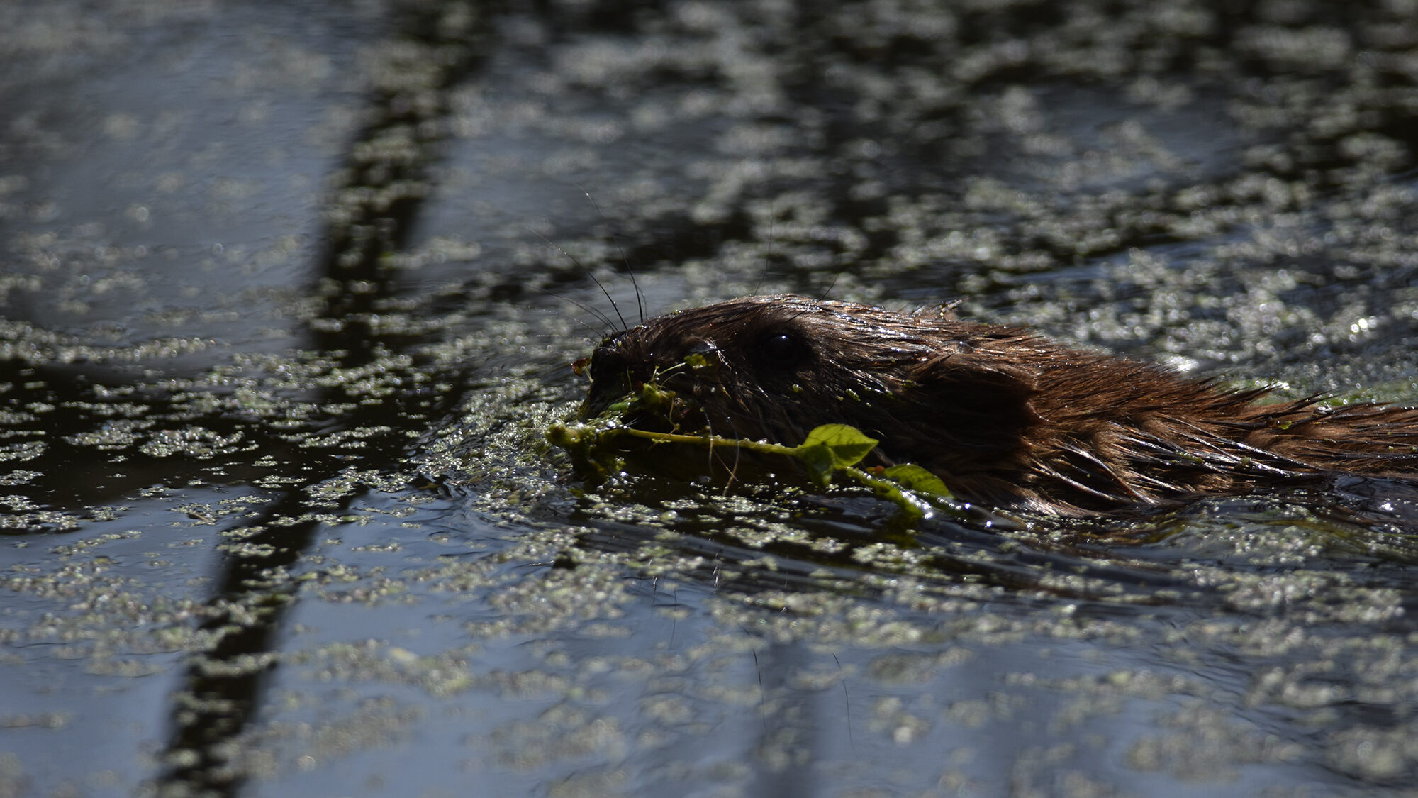 a beaver swimming in a pond