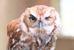 Rufous the Eastern Screech Owl