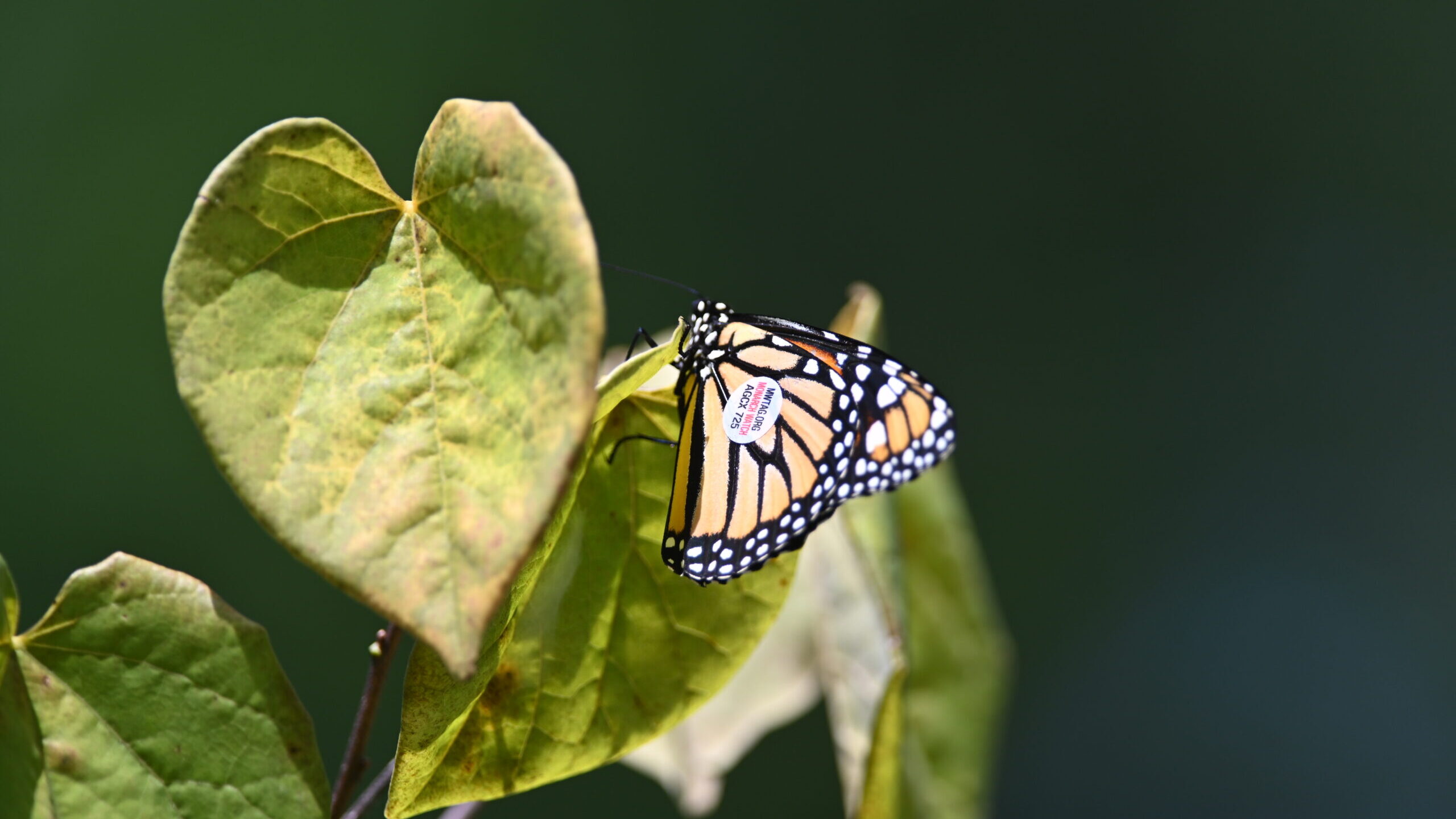 A tagged monarch butterfly rests on a leaf.