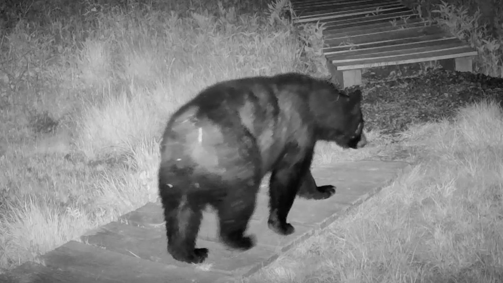 A black bear captured on a trail cam at night
