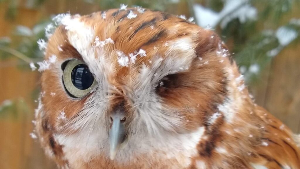 Rufous with snowflakes on his face