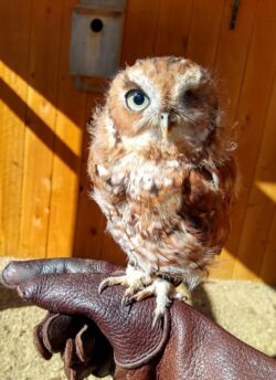 Rufous on a gloved hand