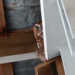 Rufous peeking around a wall