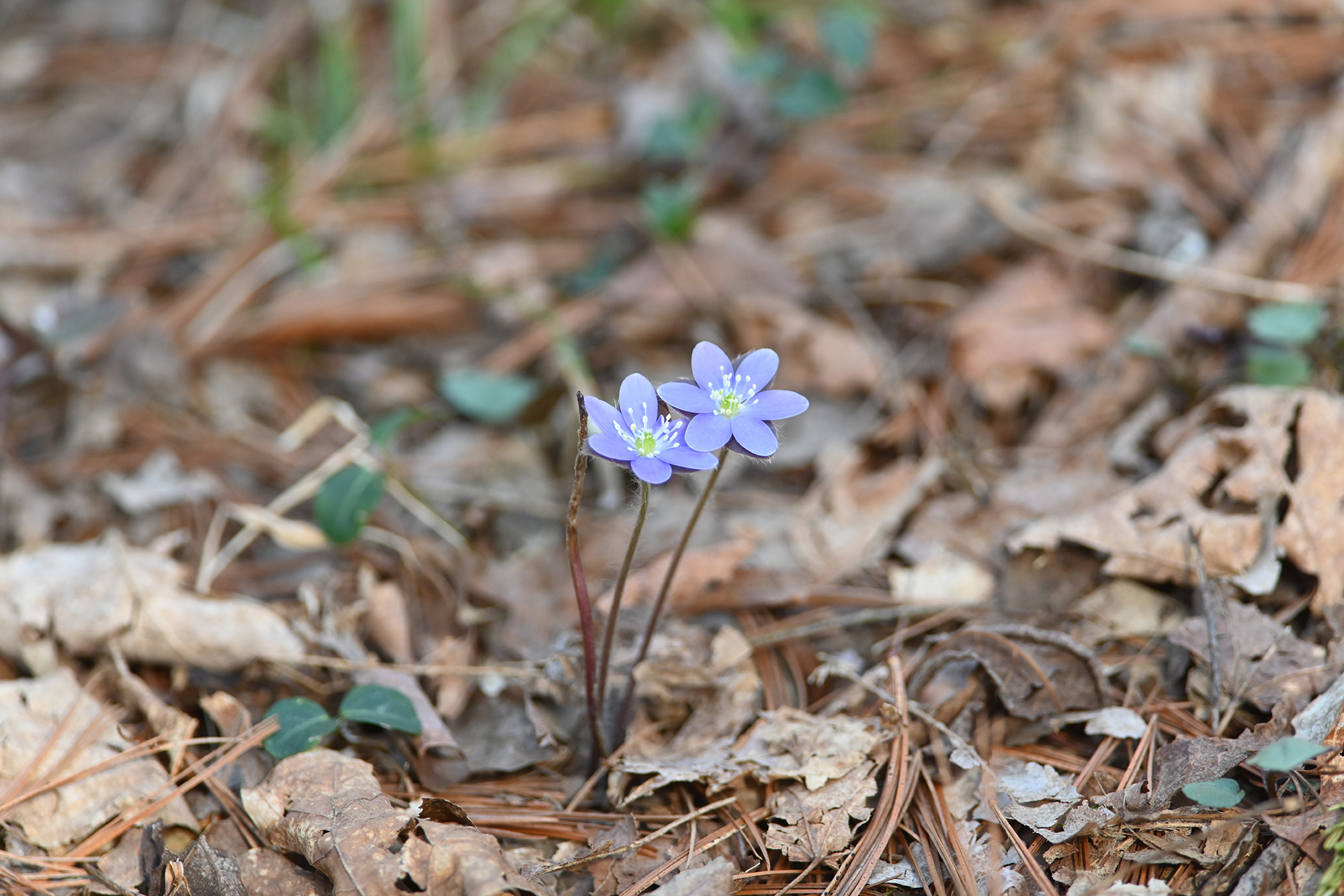 Hepatica flowers arise from the leaf litter.