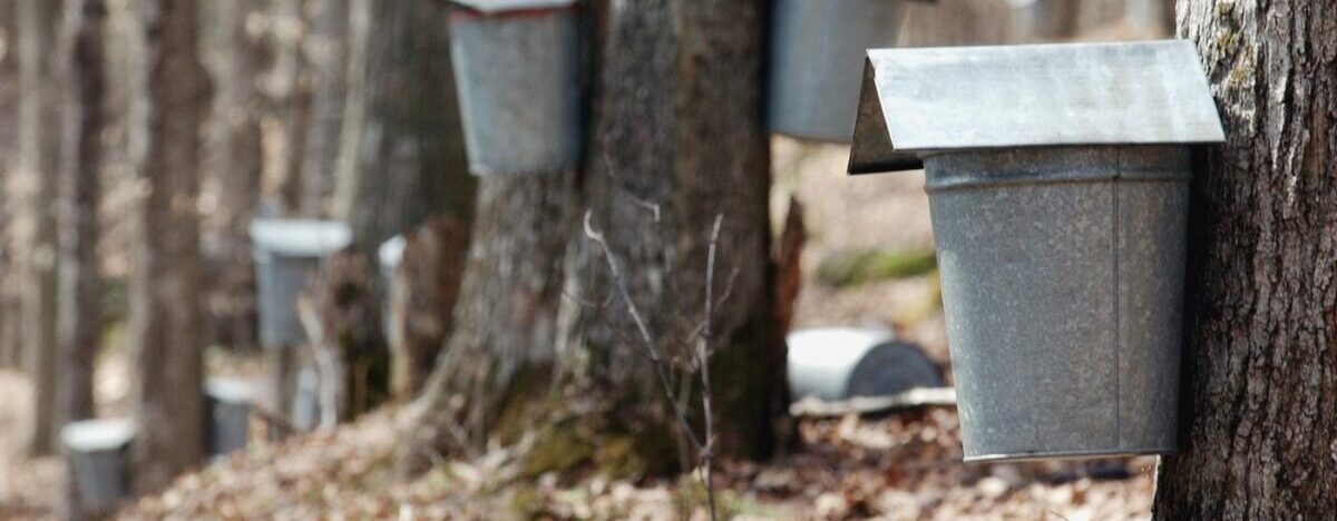 Buckets collect sap on maple trees in Vermont. A new discovery means that sap doesn't have to be collected from mature trees out in the wild.