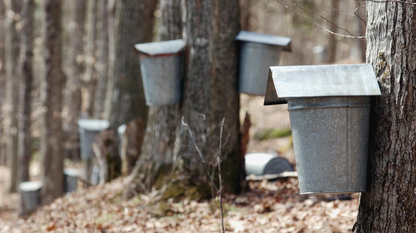 Buckets collect sap on maple trees in Vermont. A new discovery means that sap doesn't have to be collected from mature trees out in the wild.