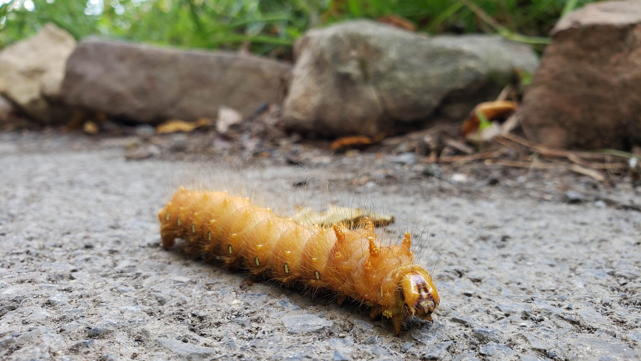 Imperial moth caterpillar