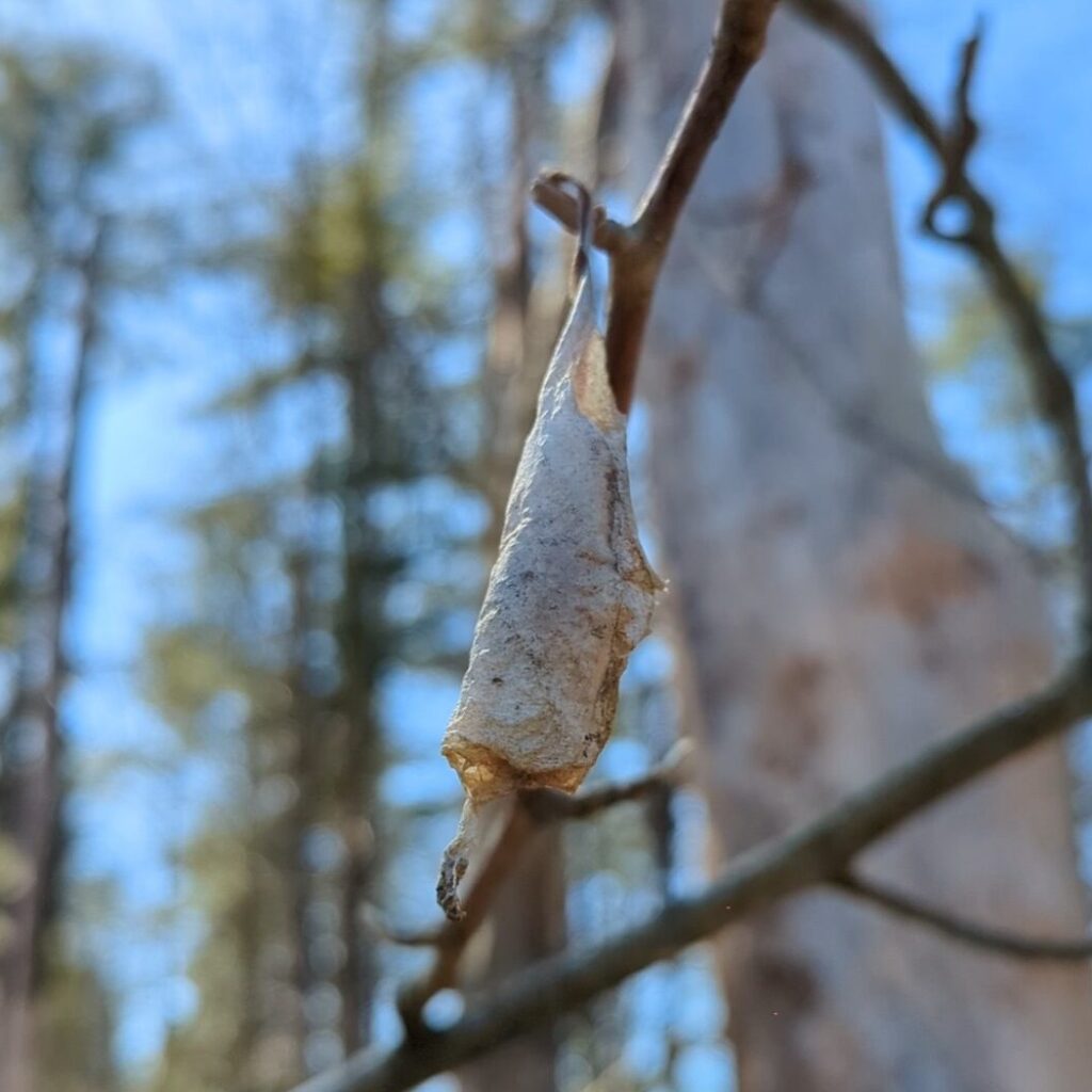 a pale tan cocoon on a branch