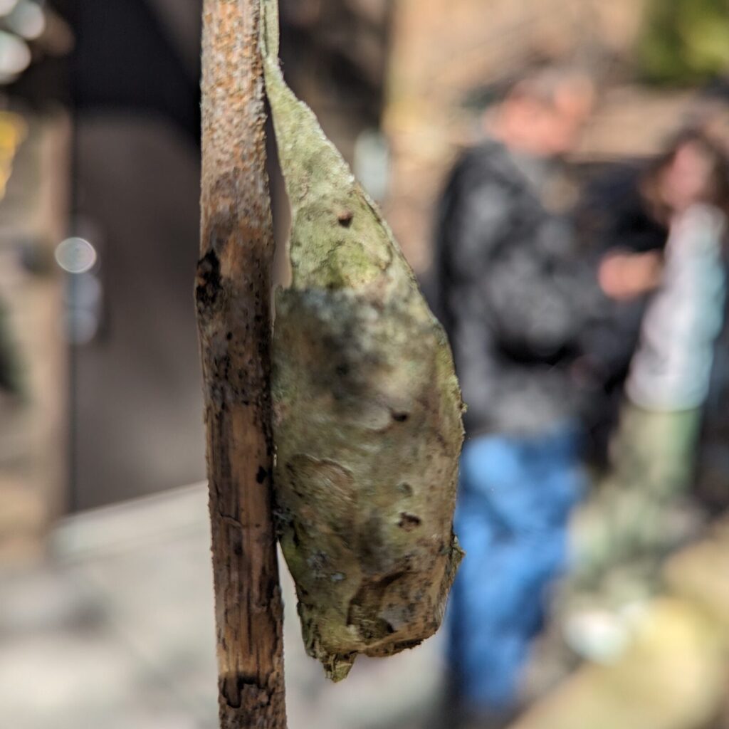 a green cocoon
