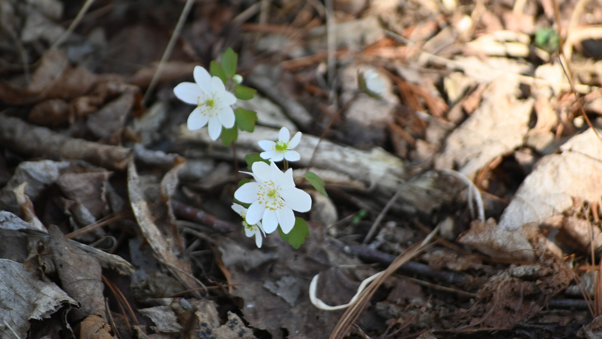 white rue anemone flower emerging from spring leaf litter