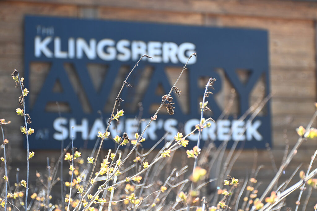 The Klingsburg Aviary sign appears out of focus behind some leaves