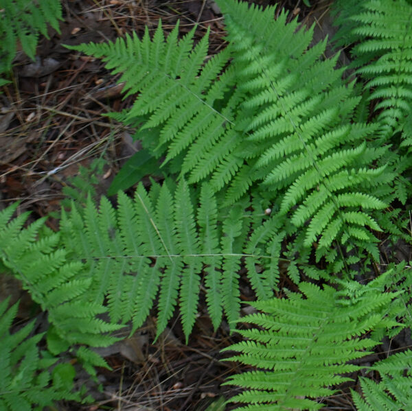 ferns