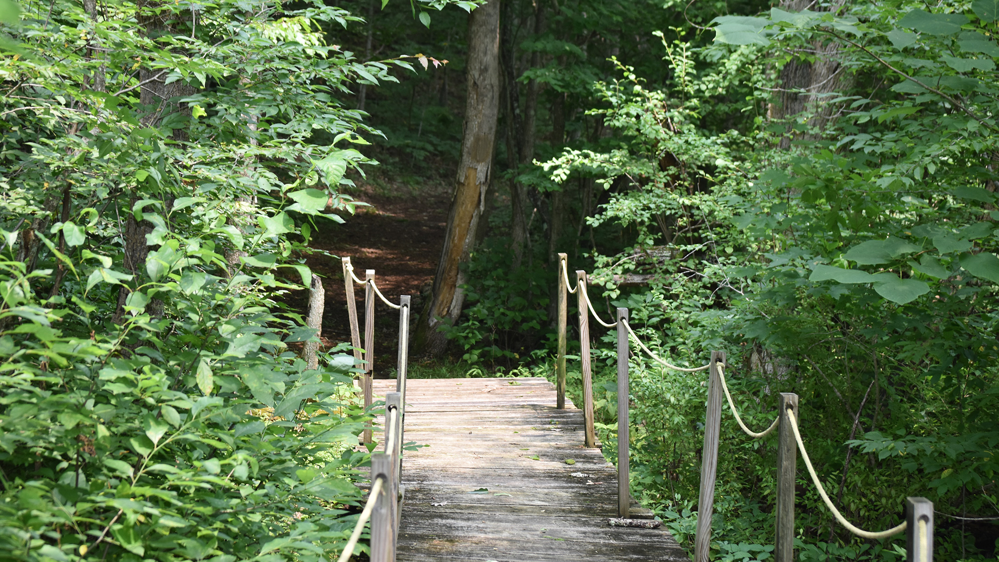 A footbridge leads into a wooded area