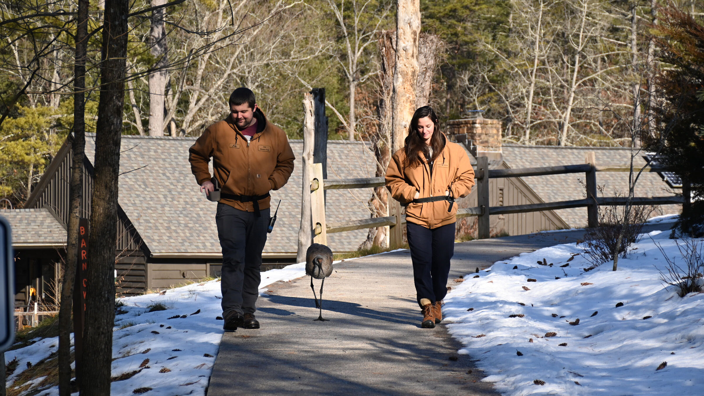 Walking with Jane the Sandhill Crane