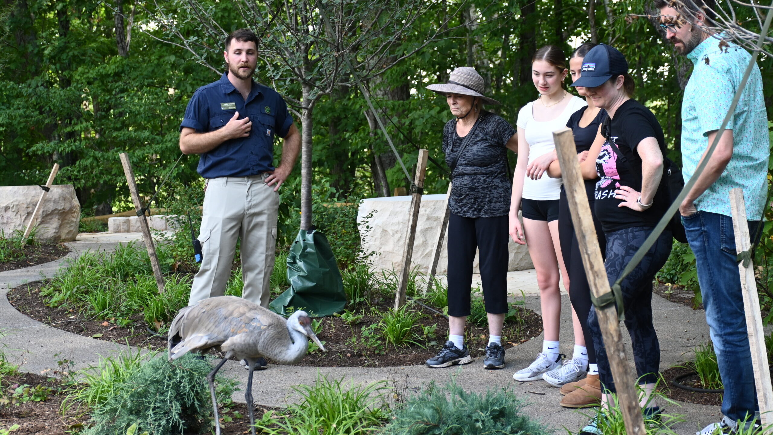 Flock Walk with Jane the Sandhill Crane