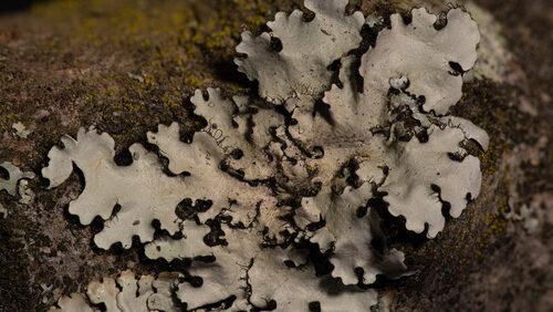 Black sheet lichen