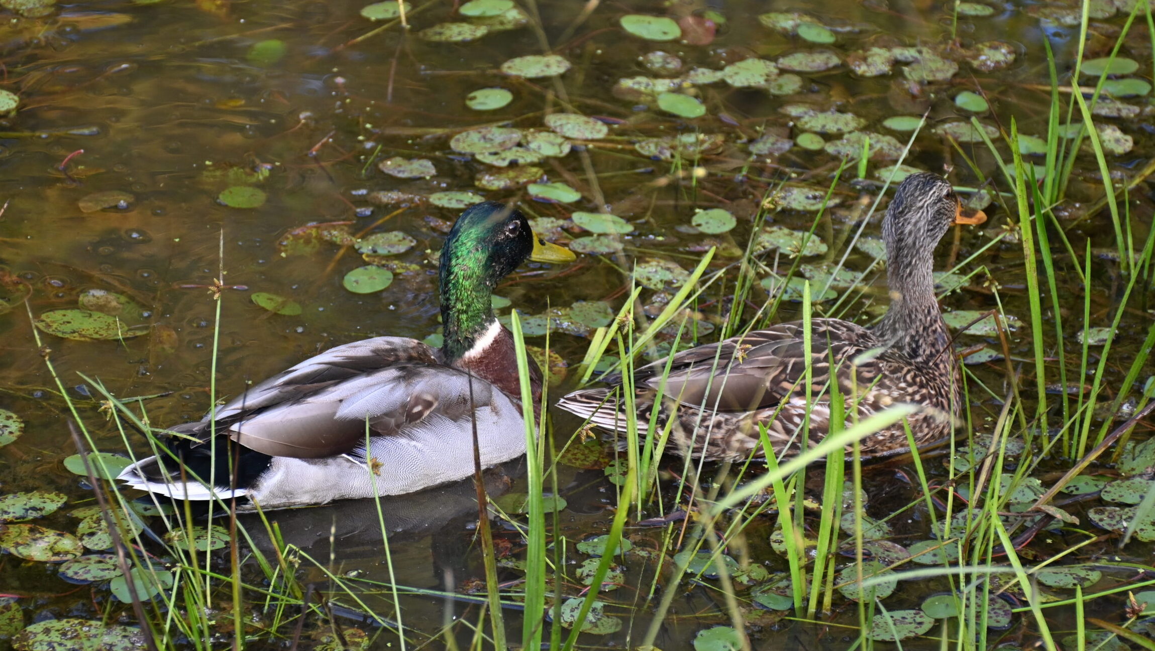 Two mallards, one male and one female, swim on a lake behind tall grass.