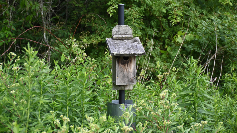 A weathered, wooden bird box with a snake barrier, surrounded by lush summer vegetation