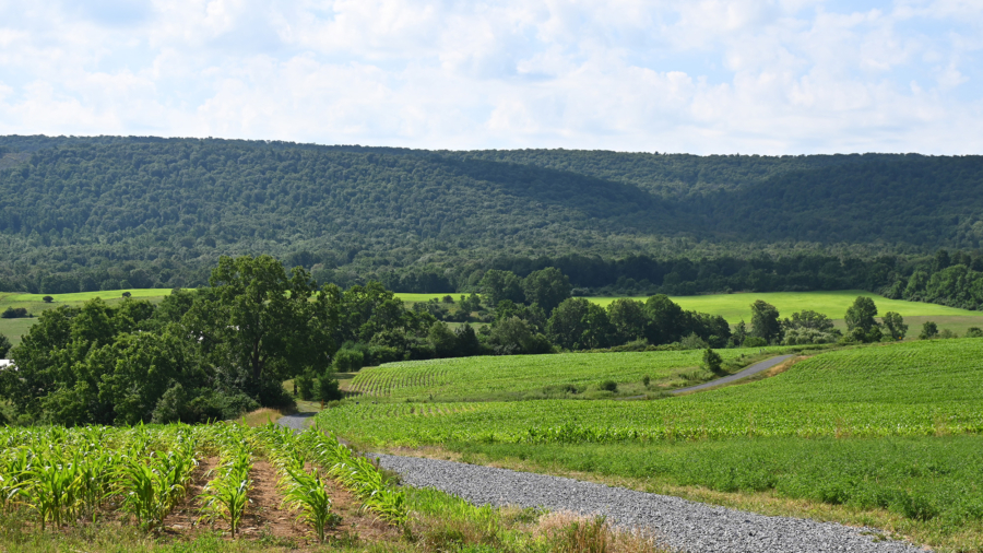 Early summer corn fields in Musser Gap