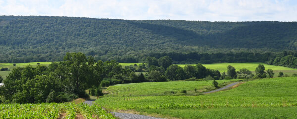 Fields with corn.