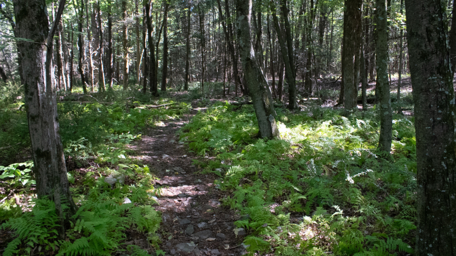 A shaded trail through ferns in a forest.