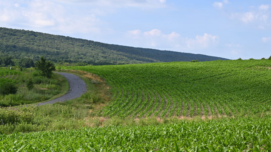 A gravel path runs through a newly planted corn field.