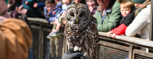Jerudi the Barred Owl sits on his trainer's gloved hand