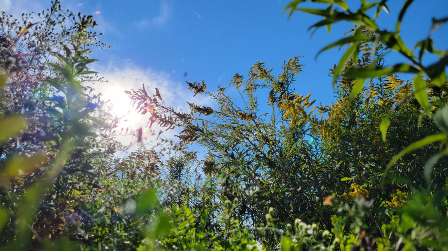 A view of the clear blue sky through late summer native flowers, including asters and goldenrod.