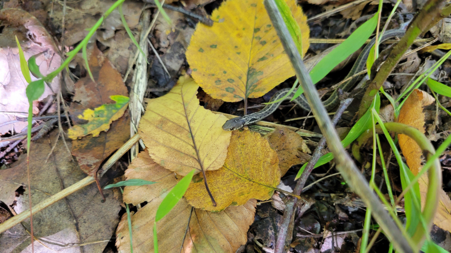 A small garter snake peeking out among yellow autumn leaves.