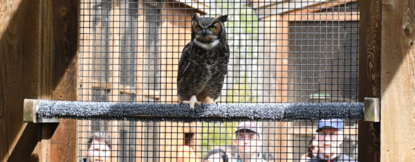 Sunny the Great Horned Owl with spectators looking on