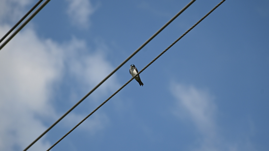 A tree swallow perched on a wire under a clear blue sky.