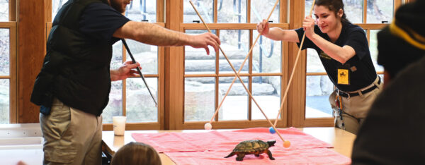 Two trainers teach a snapping turtle to move toward ball targets