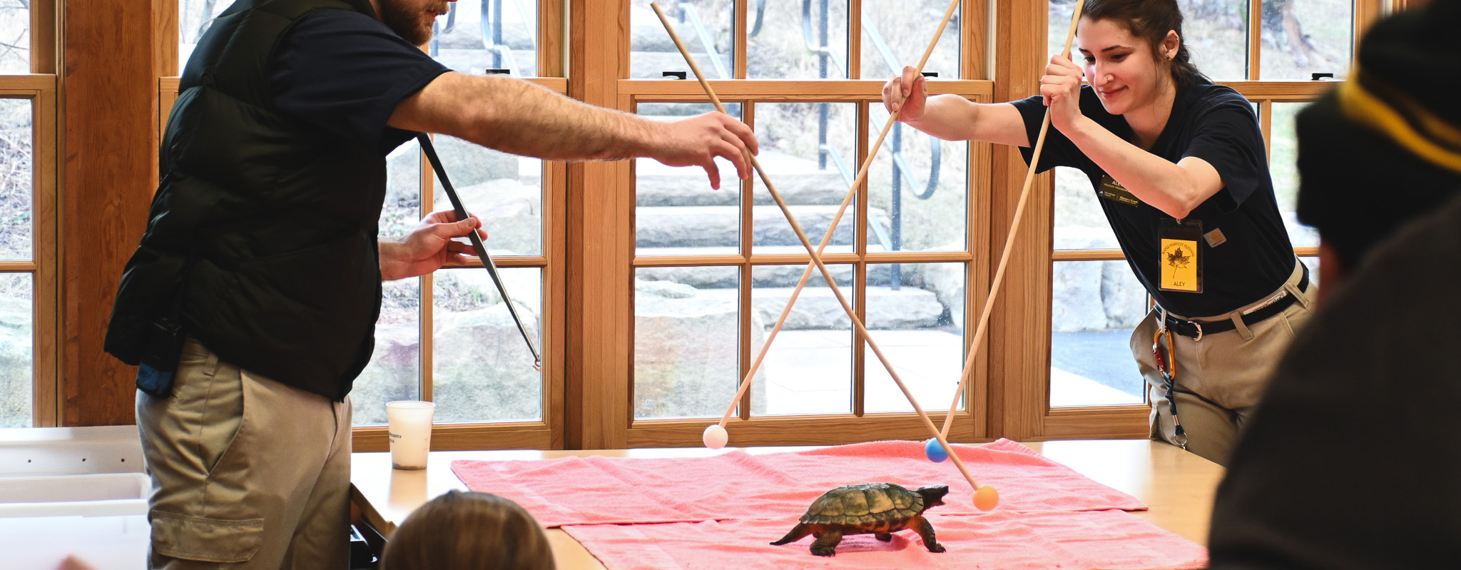 Two trainers teach a snapping turtle to move toward ball targets