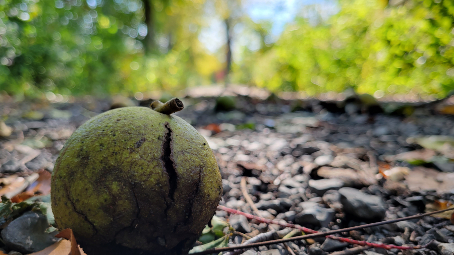 Closeup view of a black walnut lying on a gravel path