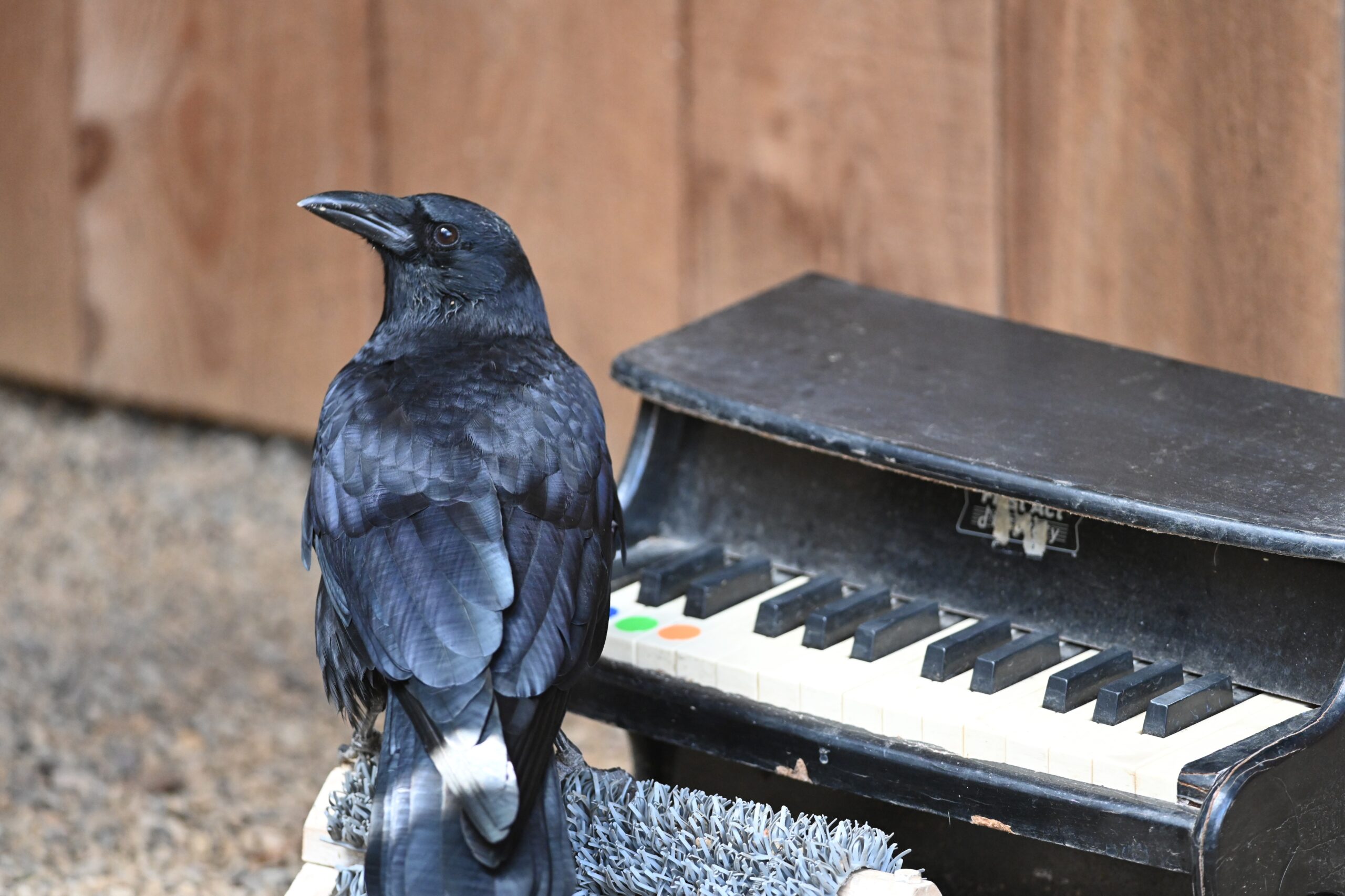 A black crow sits in front of a small piano and looks to the left